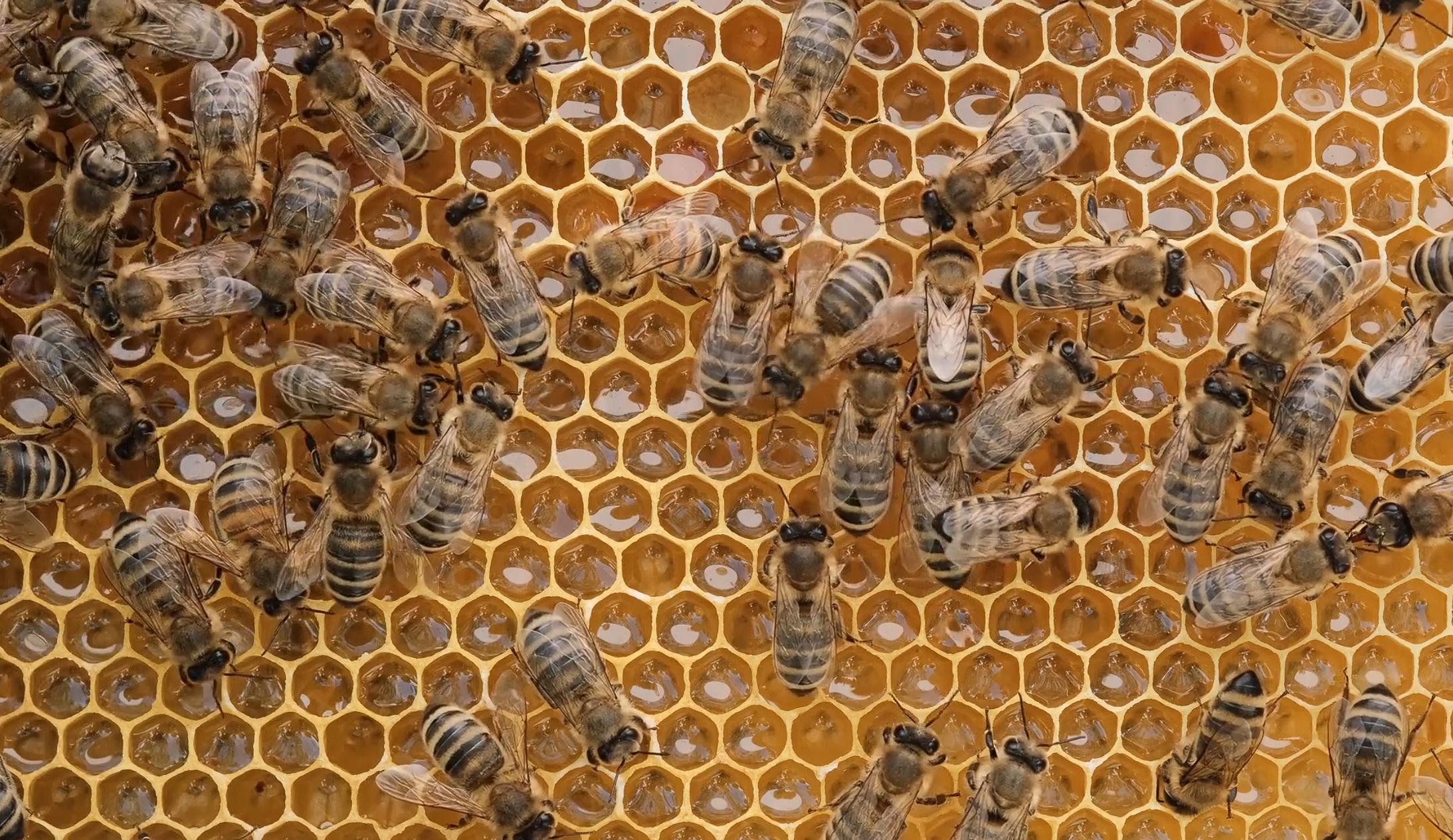 Bee Better Honey advertisement